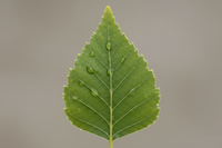 Birch leaf