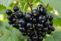 Black Currant