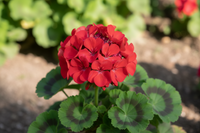 Geranium 