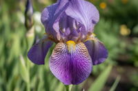 Iris