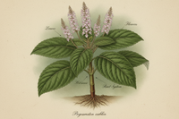 PATCHOULI