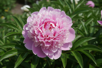 Peony