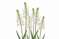 tuberose